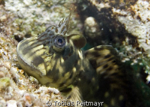 "Domesticated" Blenny X, Sand Beach, Hurghada. by Tobias Reitmayr 